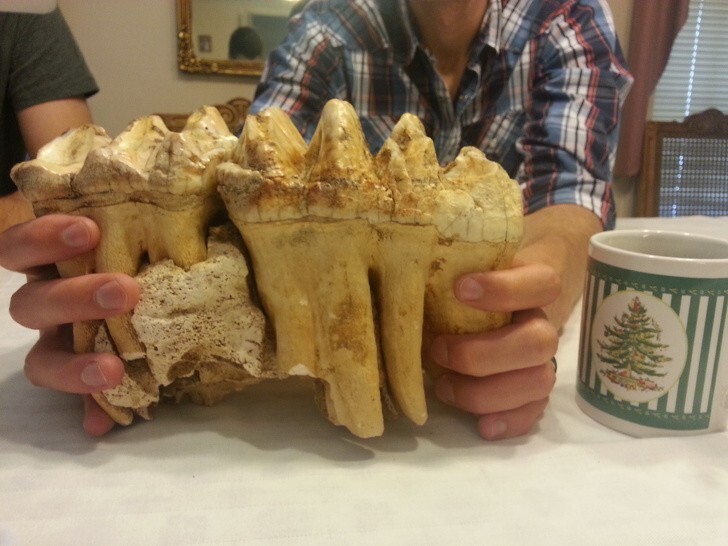 11. Дедушка нашёл пару зубов мастодонта в пещере на севере Арканзаса