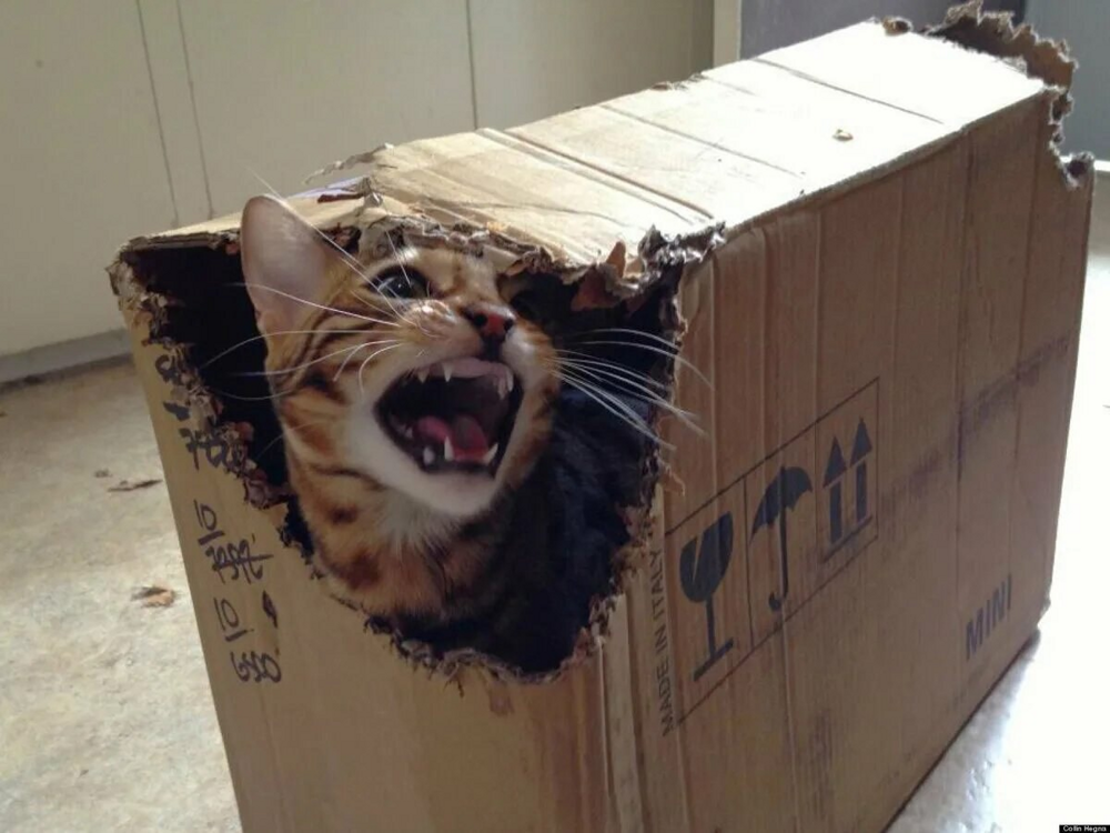 Почему коты любят коробки? Оказывается, это не просто прихоть, а самая настоящая потребность!