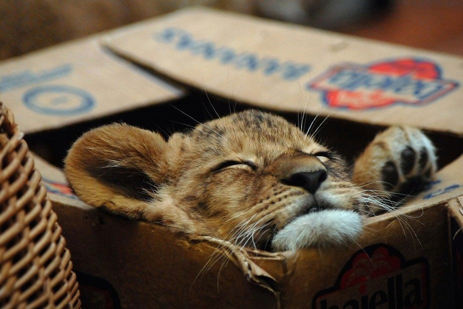 Почему коты любят коробки? Оказывается, это не просто прихоть, а самая настоящая потребность!