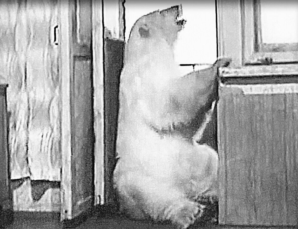 Как медведица жила в квартире с семьей норильского режиссёра