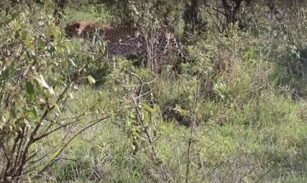 Антилопа защитила своего детёныша от гепарда