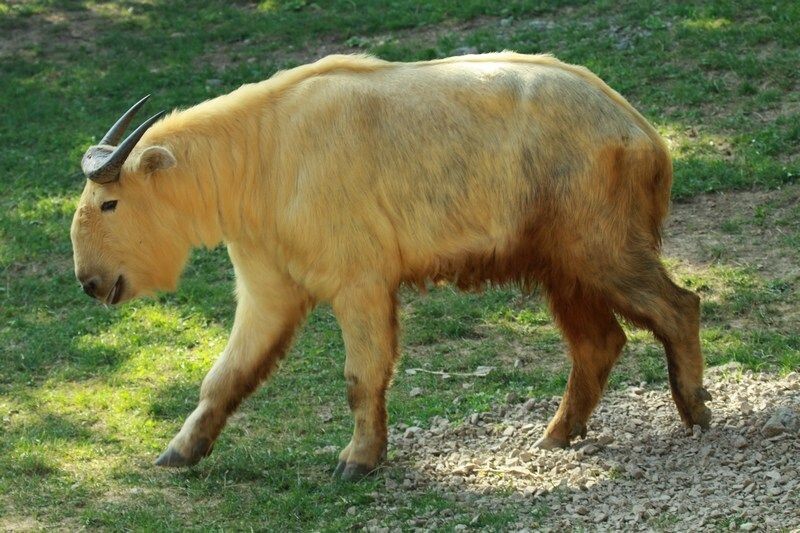 Такин: необычное высокогорное животное и его золотое руно