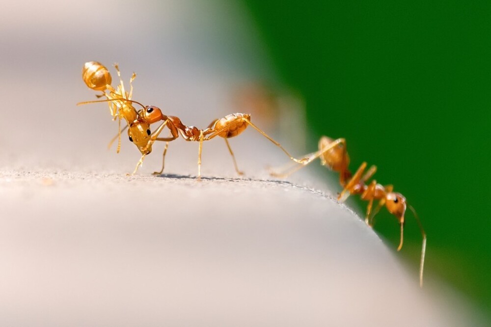 18. У муравьёв нет лёгких. Они дышат при помощи маленьких дыхальцев — девяти или десяти крошечных отверстий