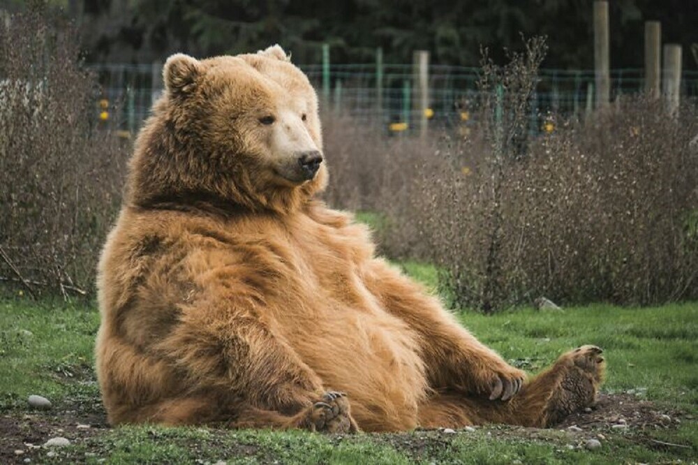 5. Медведи гризли в национальном парке Йеллоустон, США, съедают около 300 000 мотыльков в месяц. Это составляет 1/3 калорийности их рациона