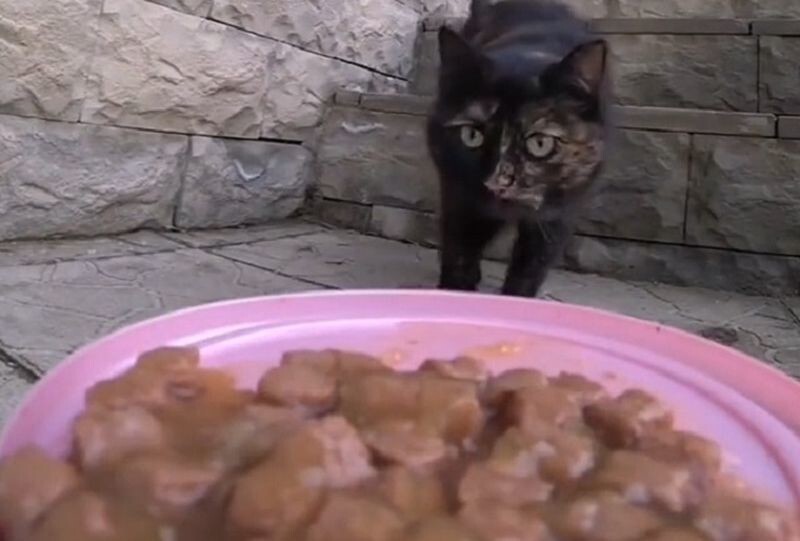 Экспресс-доставка кошачьей еды