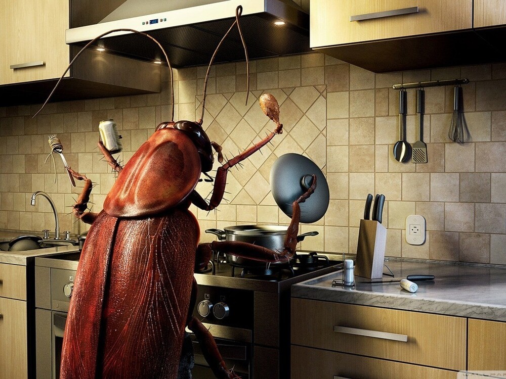 Как тараканы влияют на работу электроплит 
