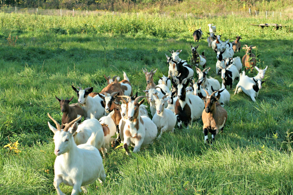 Неужели козы умнее собак? Опыт деревни и опыт лаборатории