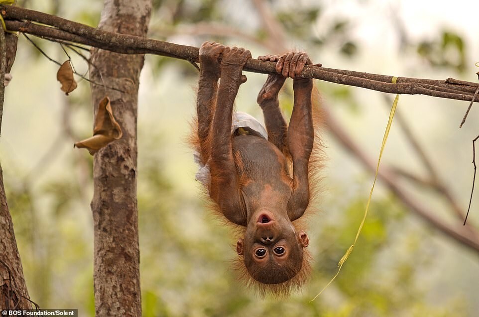Вот как малыши орангутанов живут в центре спасения:
