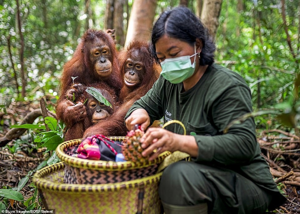 Милота дня: как живут орангутаны-сироты в заповеднике