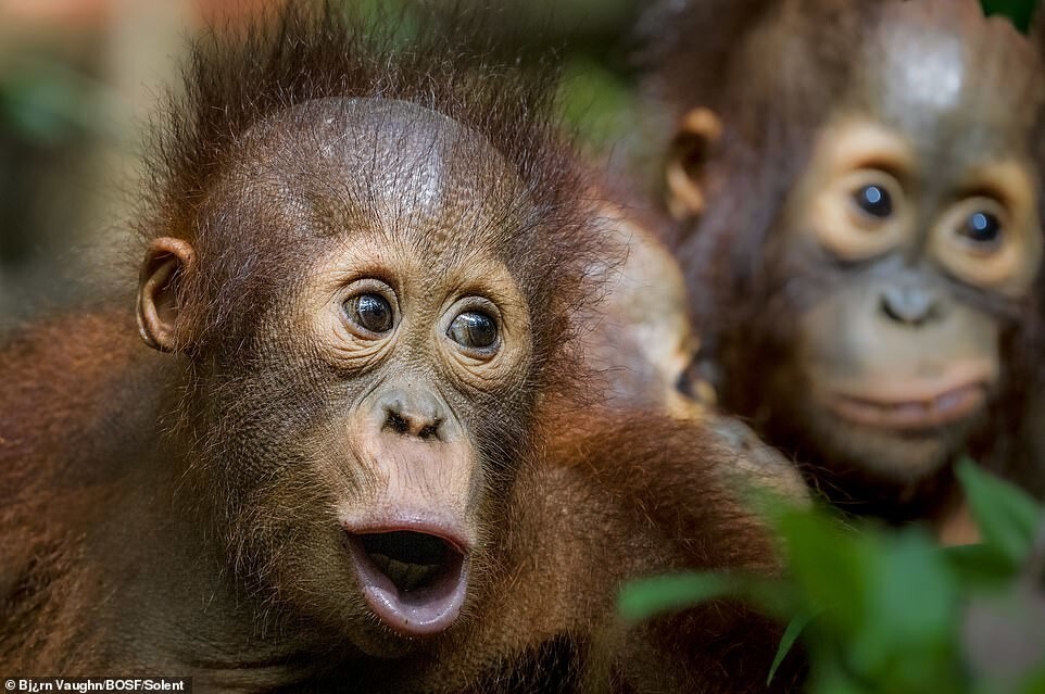 Милота дня: как живут орангутаны-сироты в заповеднике