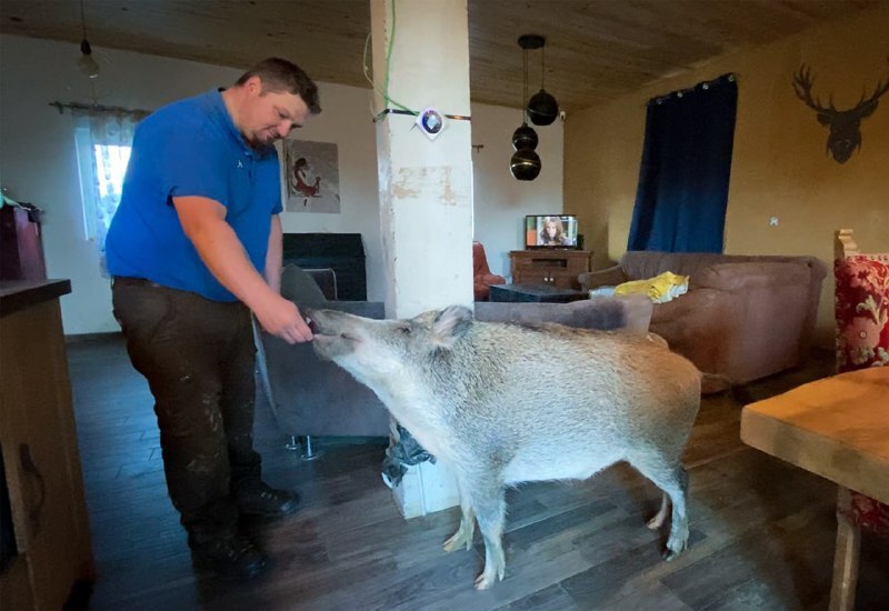 Бельгийцы поселили у себя дома дикую свинью
