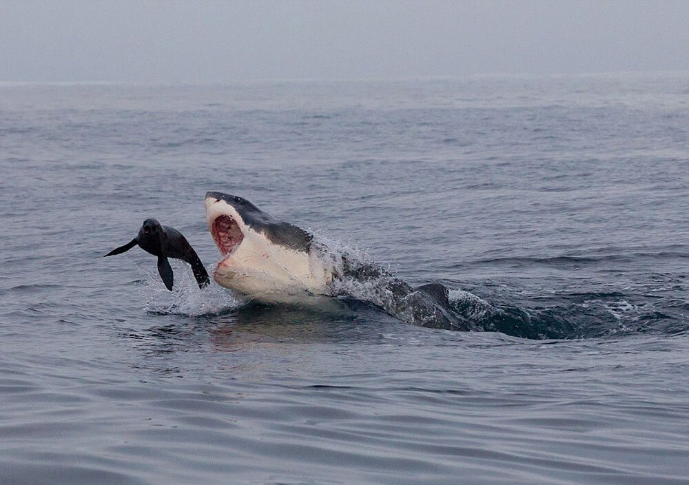 Правда ли, что акула чует запах крови за километр?