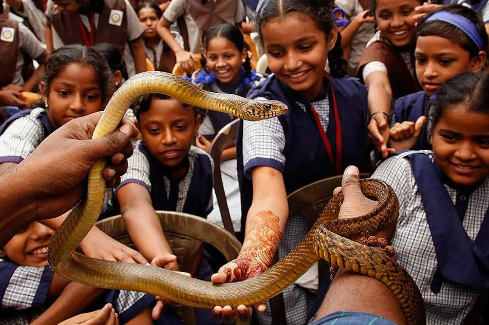 Змеиный праздник Наг Панчами: зачем индусы поклоняются рептилиям?