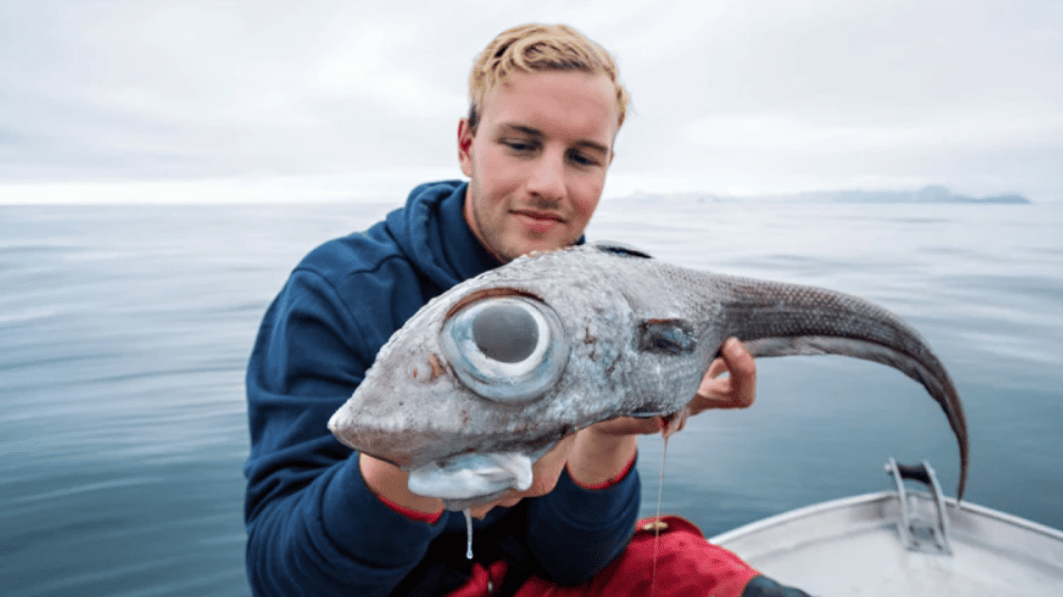 В Норвегии водится не только лосось. Здесь можно встретить самые необычные разновидности рыб
