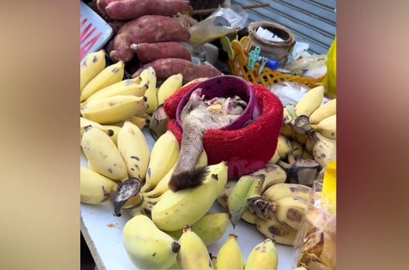 Так выглядит типичный помощник тайской продавщицы фруктов