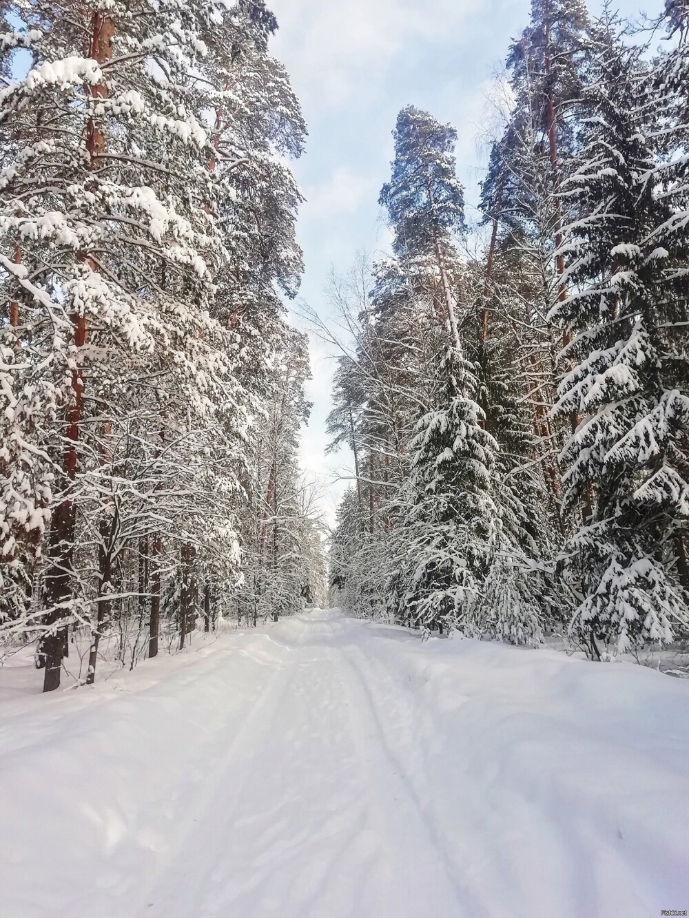Заснеженный лес Владимирской  области