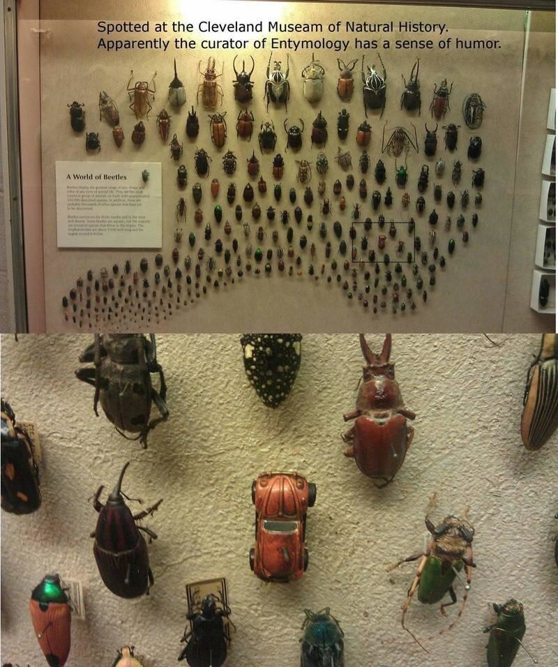 Коллекция жуков. Работники музея - с юмором