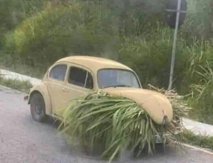 Очень экологичный автомобиль, питается травой