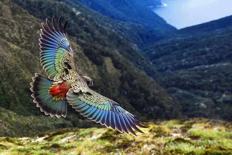 12. Хищный попугай Кеа из Новой Зеландии, которого прозвали "убийцей овец"