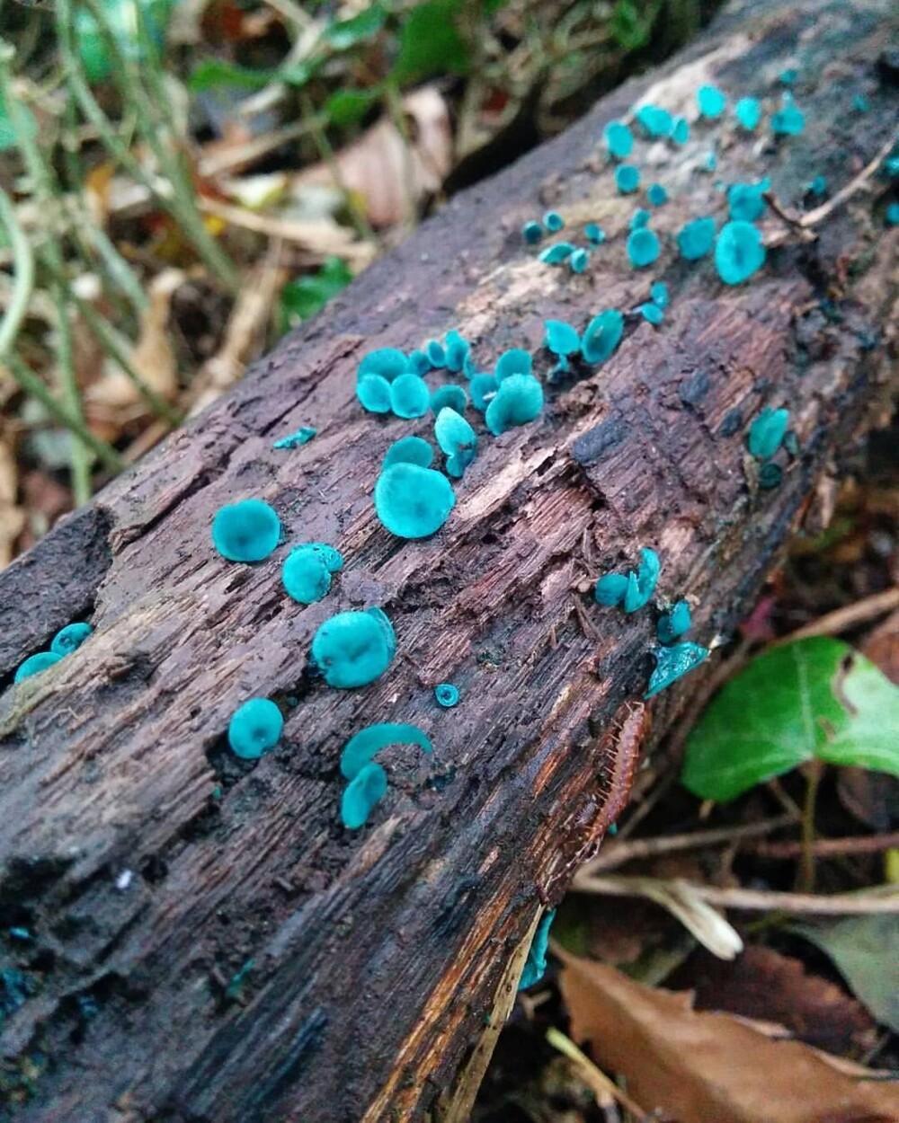 6. Синие грибы