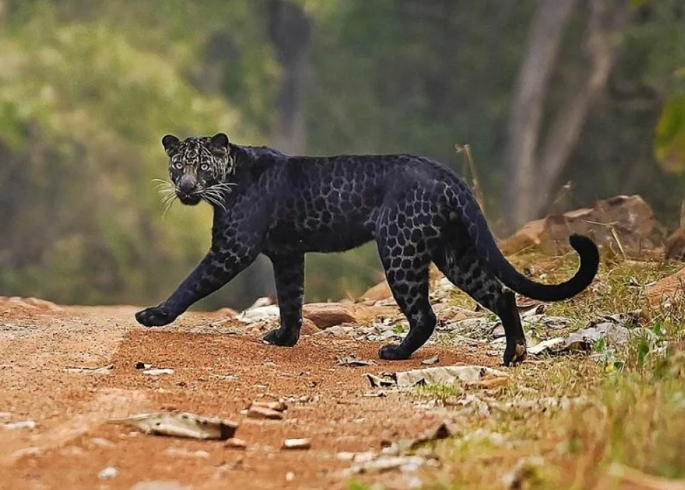 Индийский леопард: считается самой опасной для человека кошкой