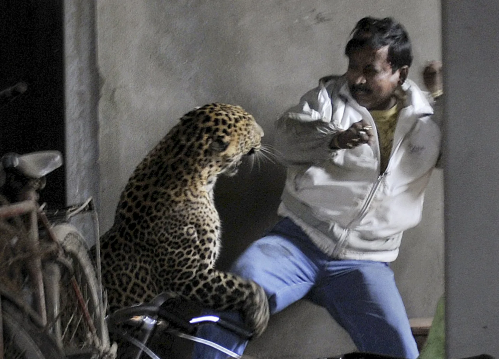 Индийский леопард: считается самой опасной для человека кошкой