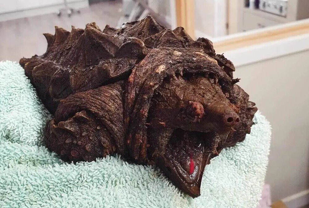 Хищную черепаху жуткого вида выловили из озера в Британии, используя корзинку из супермаркета
