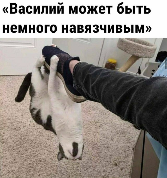 Скрины из соцсетей 