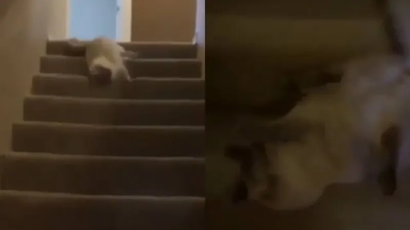 Кот придумал оригинальный способ спуска по лестнице