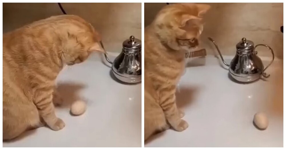 Напряжённый поединок кота и яйца