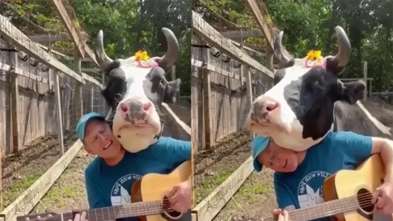 «Давай играй!»: корова, обожающая песни под гитару