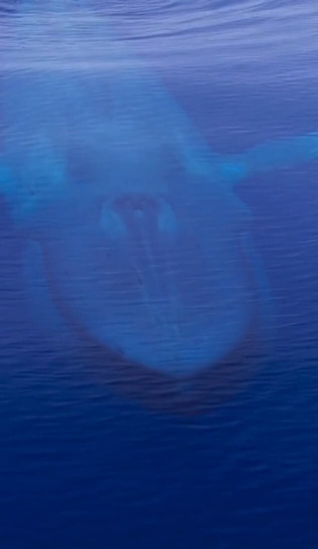 12. Кит похож на подводную лодку