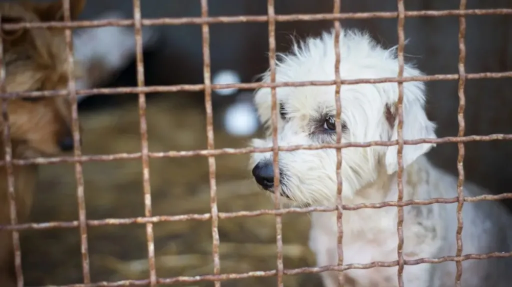 Полиция спасла 150 собак из рук жестоких заводчиков