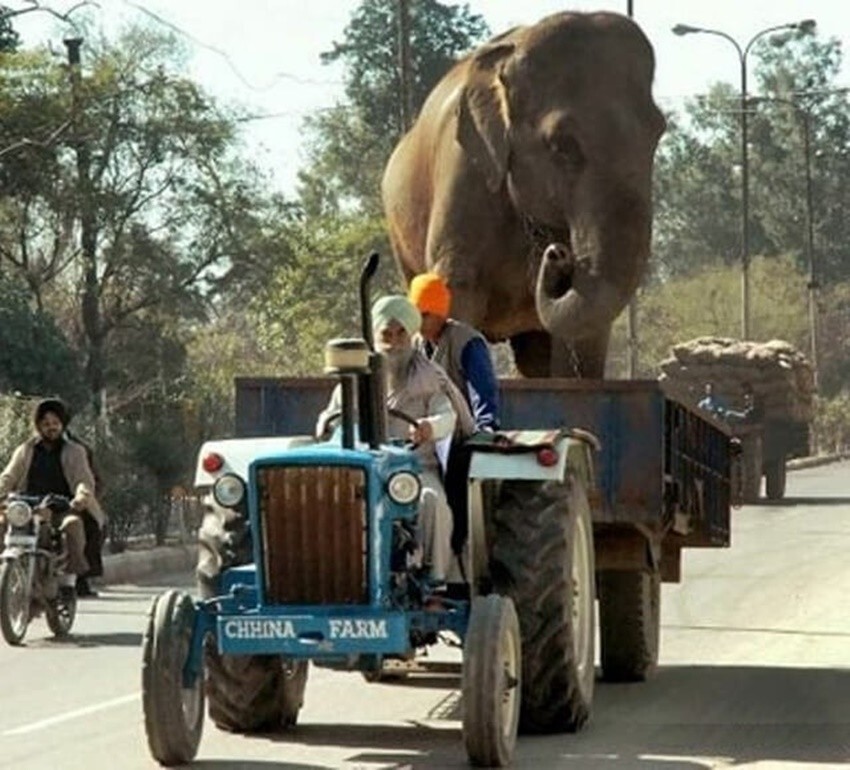 1. Здесь перевозят слонов в чём придётся