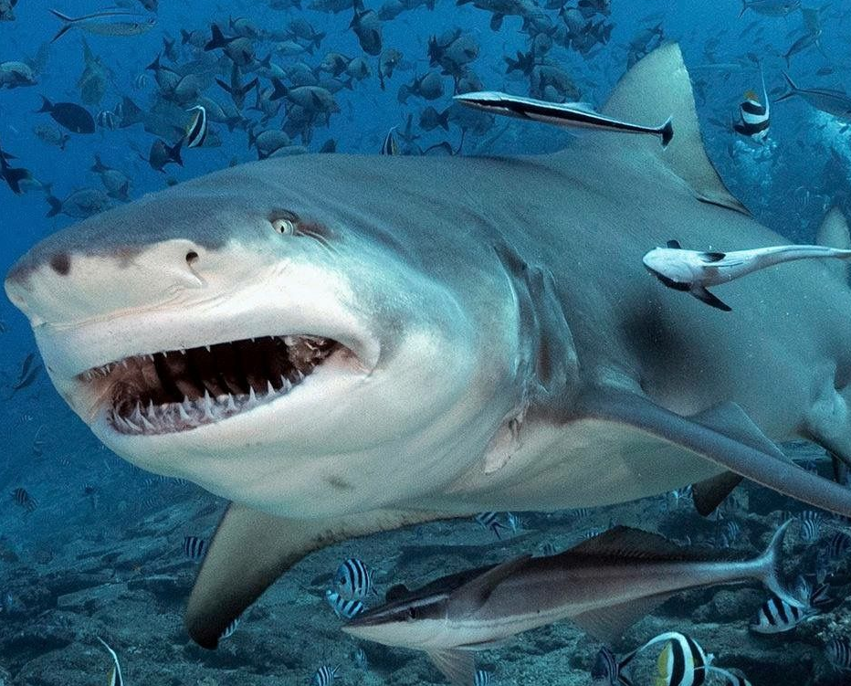 Гангская акула: её ненавидят за нападения на людей, но во всём виноват совсем другой вид!