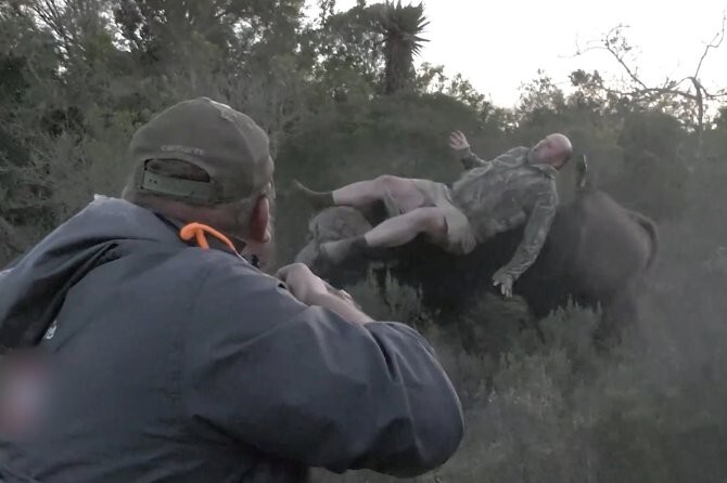 Раненый буйвол подбросил охотника в воздух