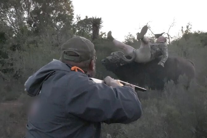 Раненый буйвол подбросил охотника в воздух
