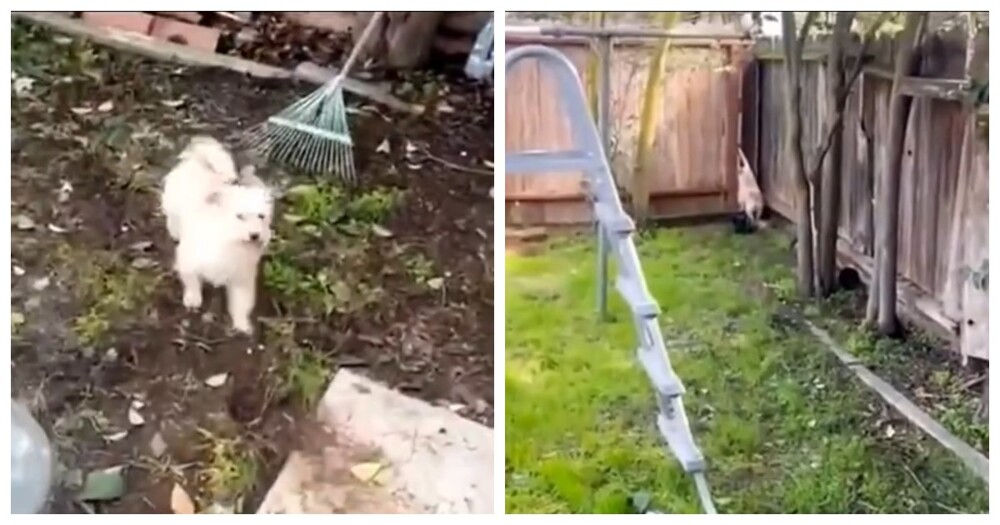 Пёс пытается найти своего друга-кота, который недавно умер