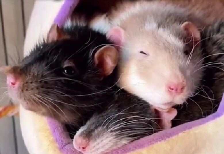 3 причины, почему крысы — хорошие животные