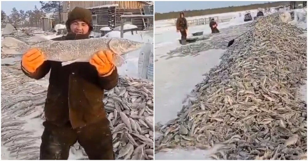 В ХМАО ищут рыбаков, выложивших ролик с тоннами незаконно выловленной рыбы