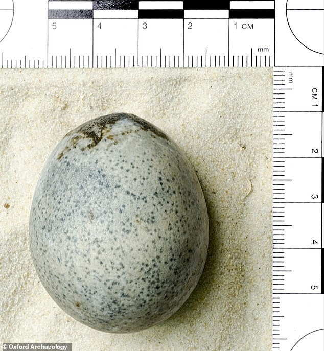 В Британии нашли птичье яйцо римских времён, сохранившее жидкий желток