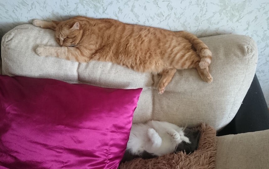 13.	Большому котику – большая подушка