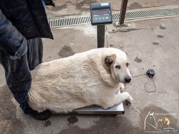 Пес Кругетс из Нижнего Новгорода весит 100 кг