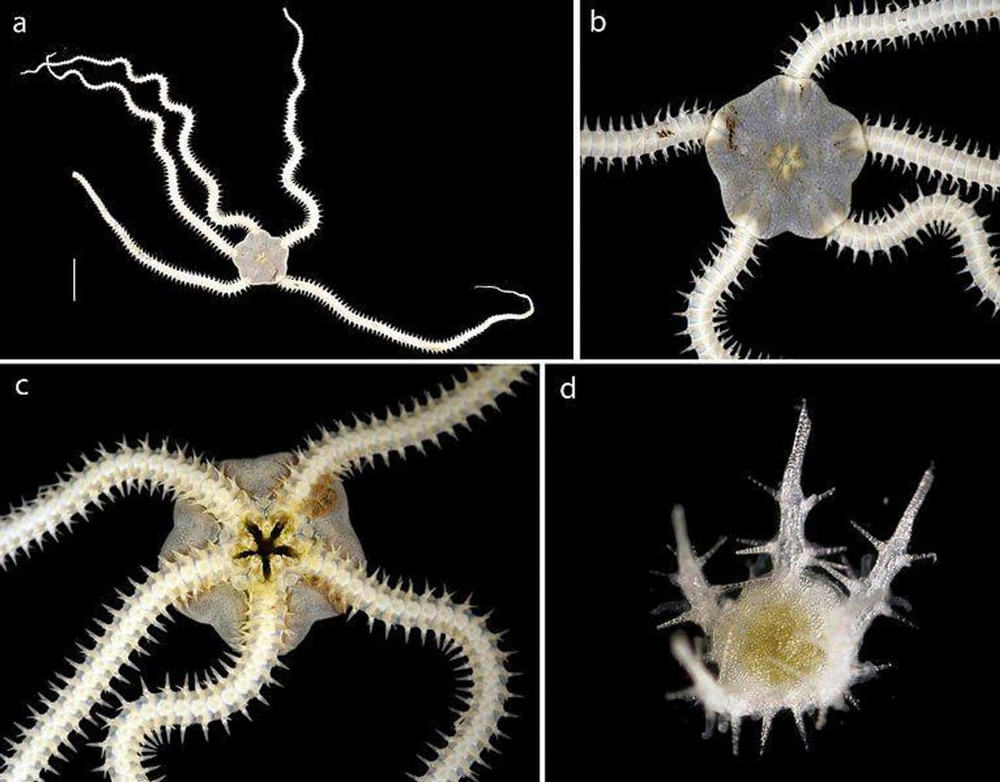 Обнаружены тысячи новых морских существ