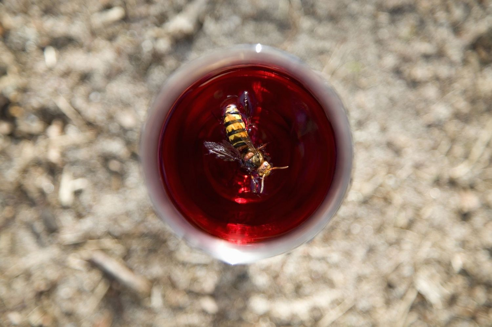 Почему осы бездумно бросаются в напитки?