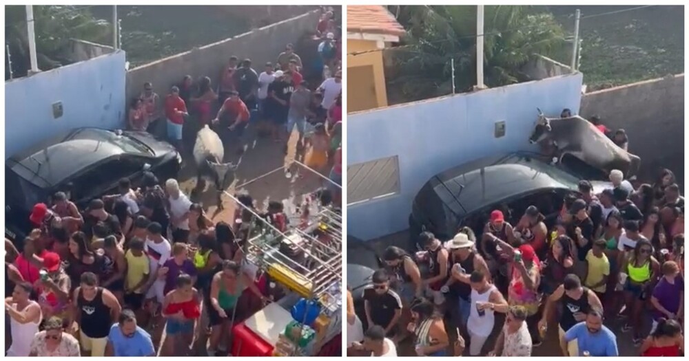 Корова устроил хаос в толпе на карнавале