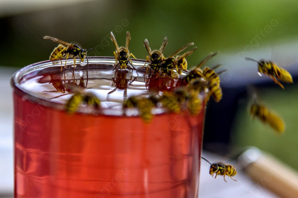 Почему осы бездумно бросаются в напитки?
