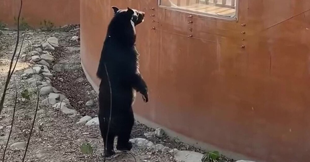 Медведь из тайваньского зоопарка встал на задние лапы и удивил посетителей