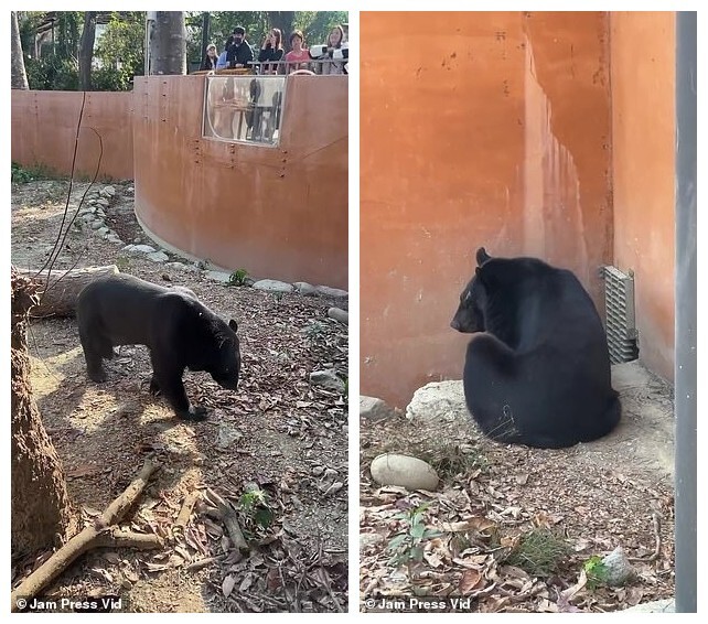 Медведь из тайваньского зоопарка встал на задние лапы и удивил посетителей