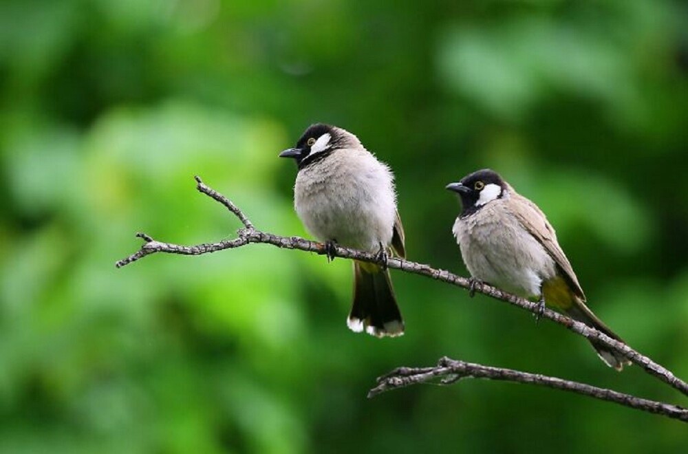 7. Птицы могут разводиться. Более 90% видов образуют моногамные пары — но они могут разорвать отношения, спарившись с другим партнером после "развода"